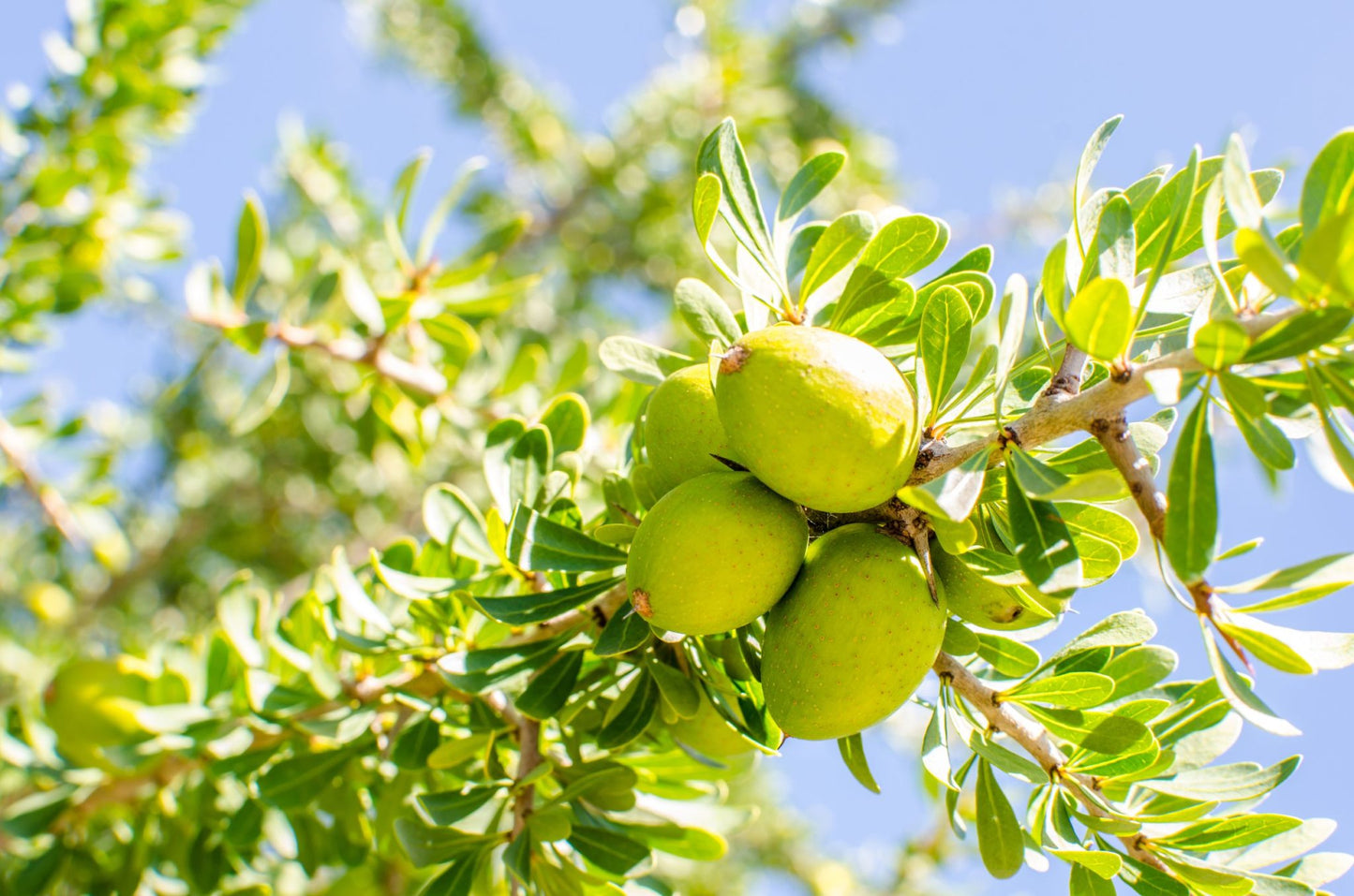 Pure Moroccan, cold-pressed argan oil